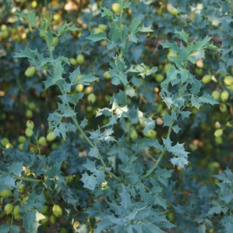 Fremont's Mahonia