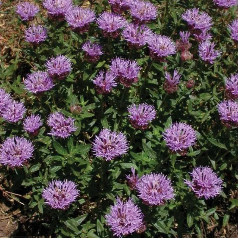 Coyote Mint, Mountain Bee Balm