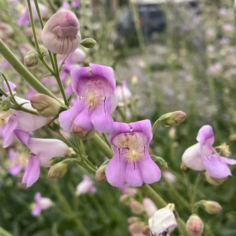 Palmer's Beardtongue