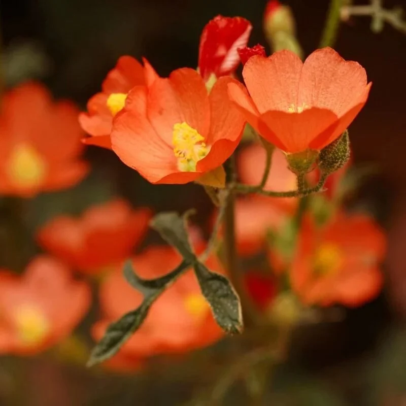 Gooseberry-Leaf Globemallow