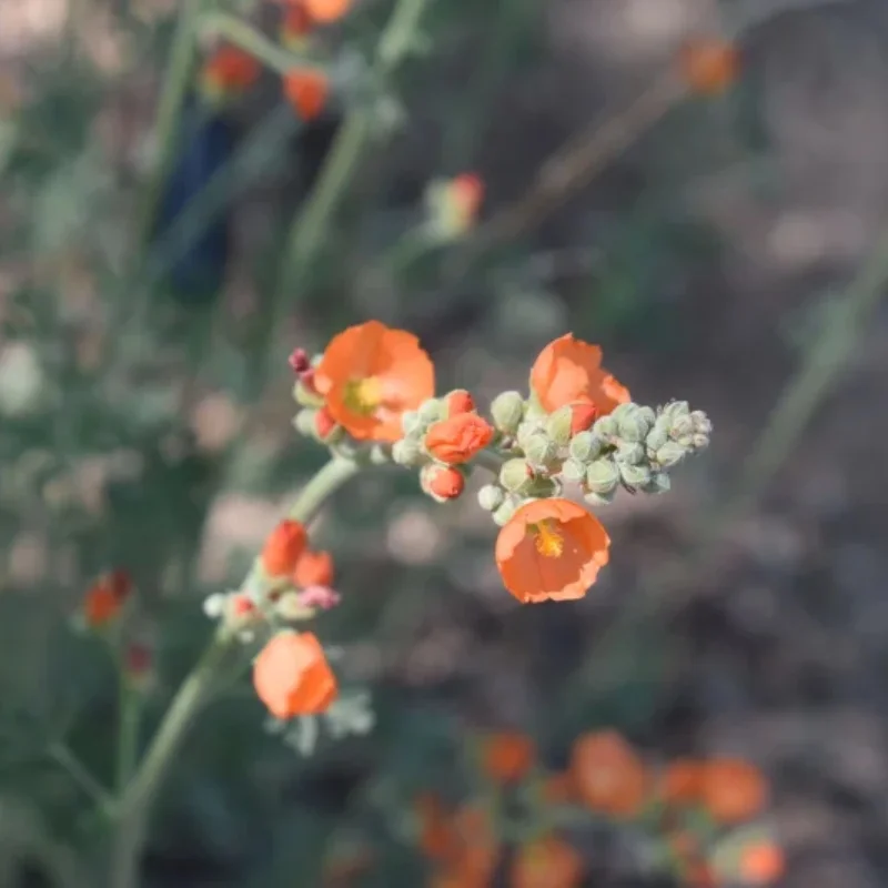 Globemallow