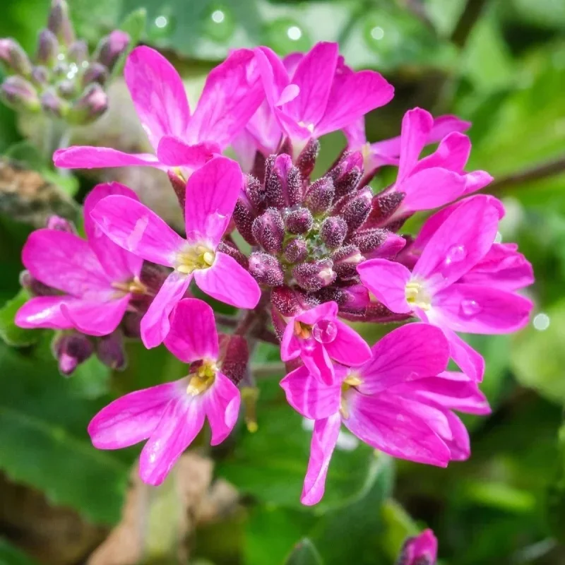 Rockcress