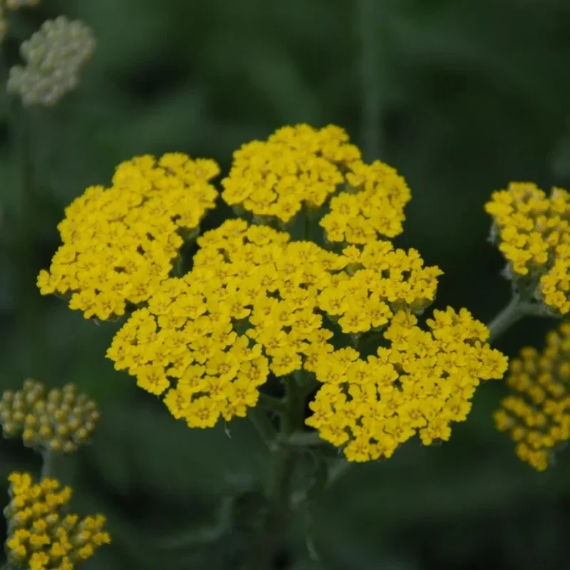 Yarrow