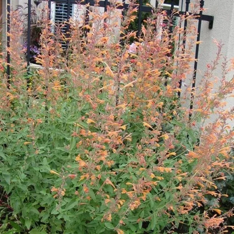 Hyssop, Hummingbird Mint
