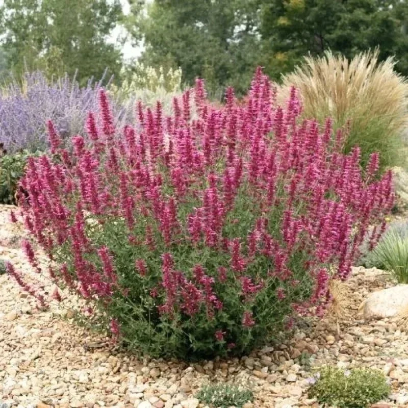 Hyssop, Hummingbird Mint