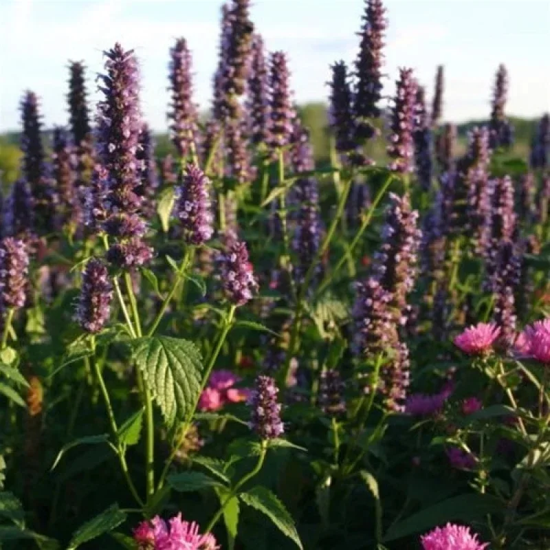 Hyssop, Hummingbird Mint