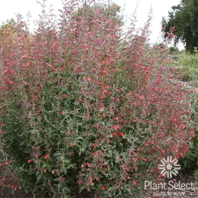 Hyssop, Hummingbird Mint