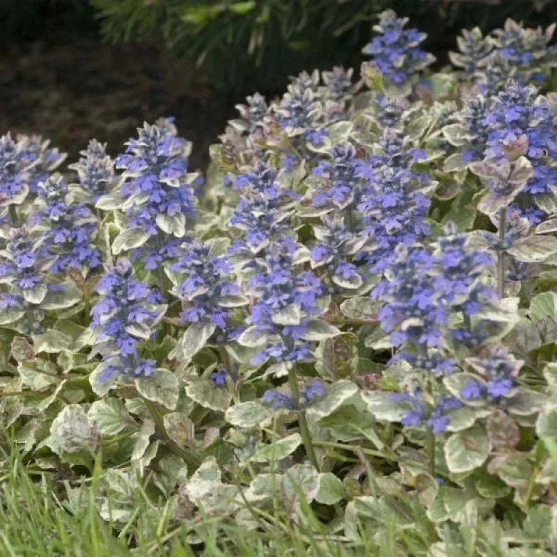 Bugleweed
