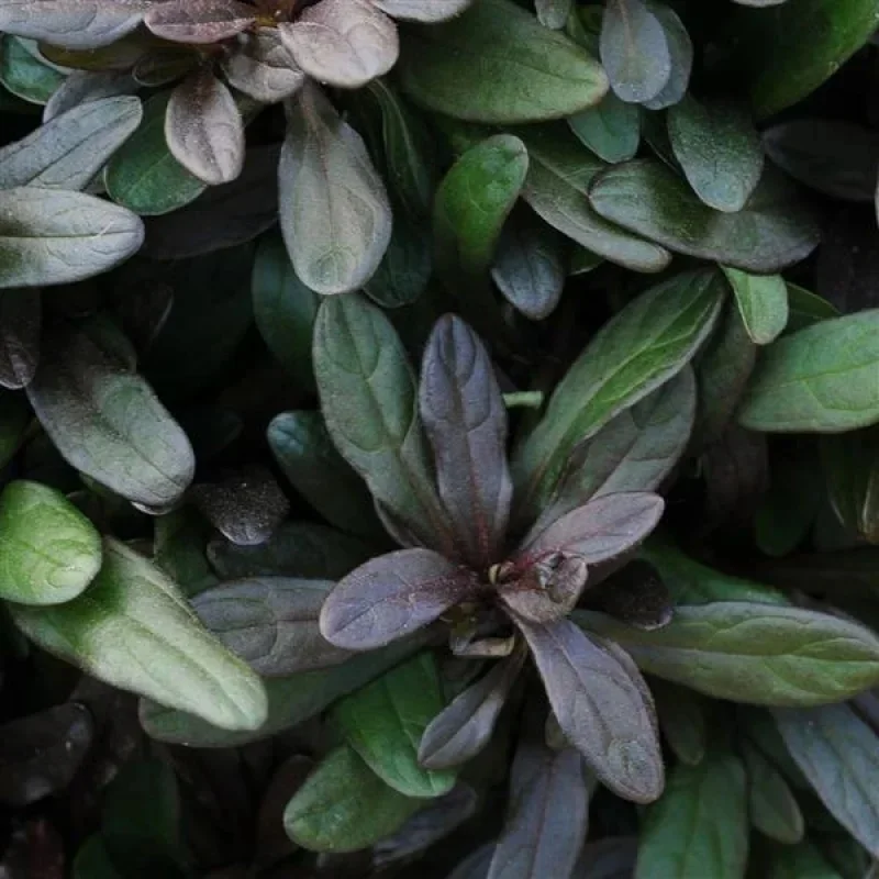 Chocolate Chip Ajuga, Bugleweed