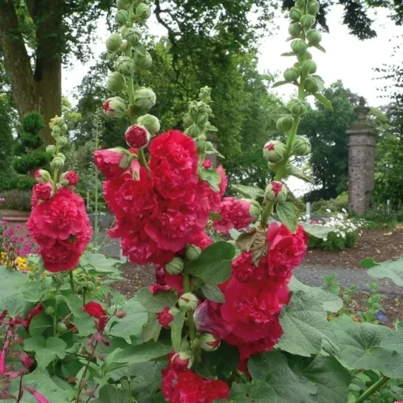 Hollyhock
