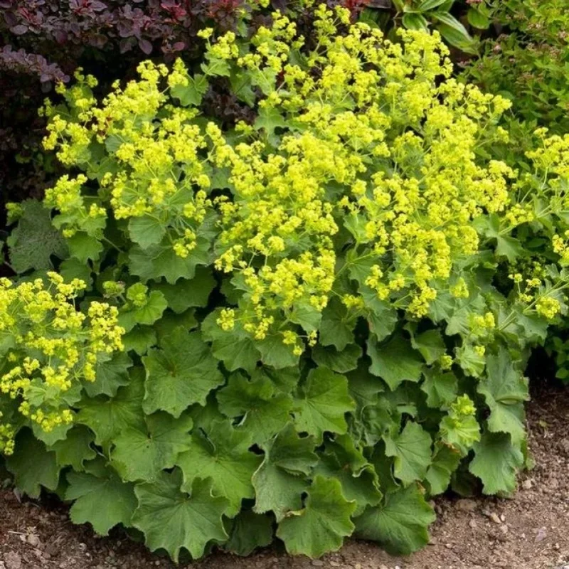 Lady's Mantle
