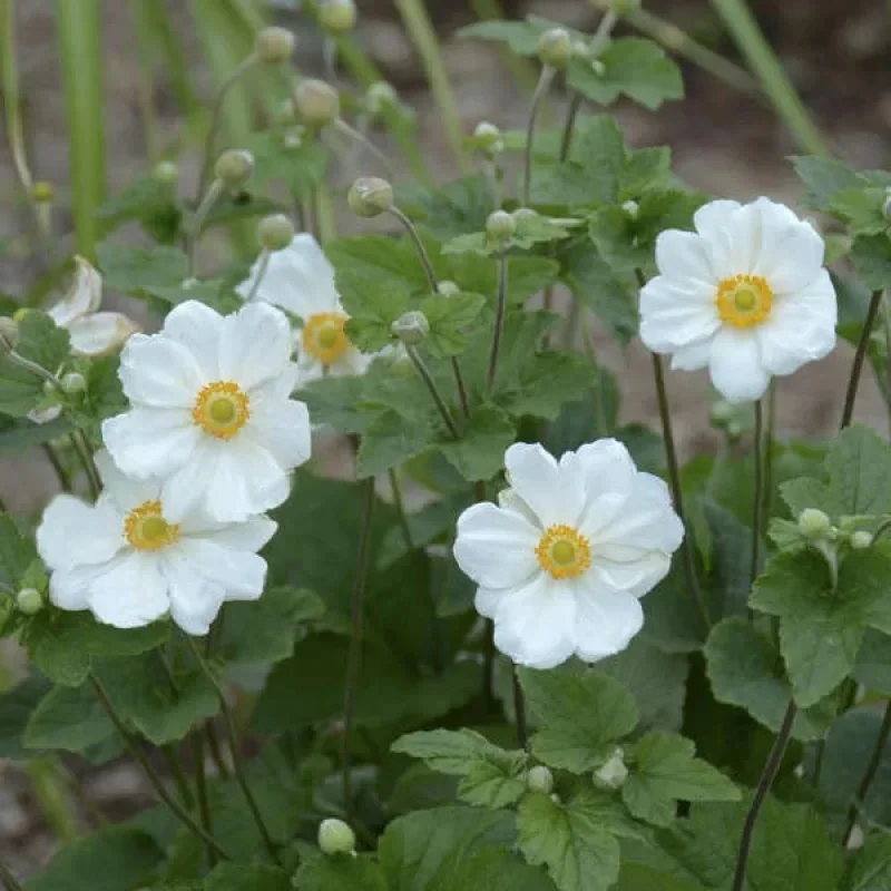 Windflower