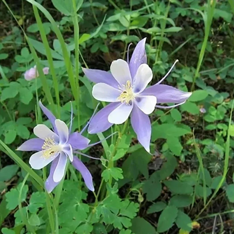 Rocky Mountain Columbine