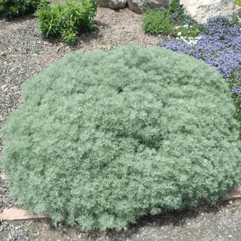 Seafoam Sage, Curlicue Sage