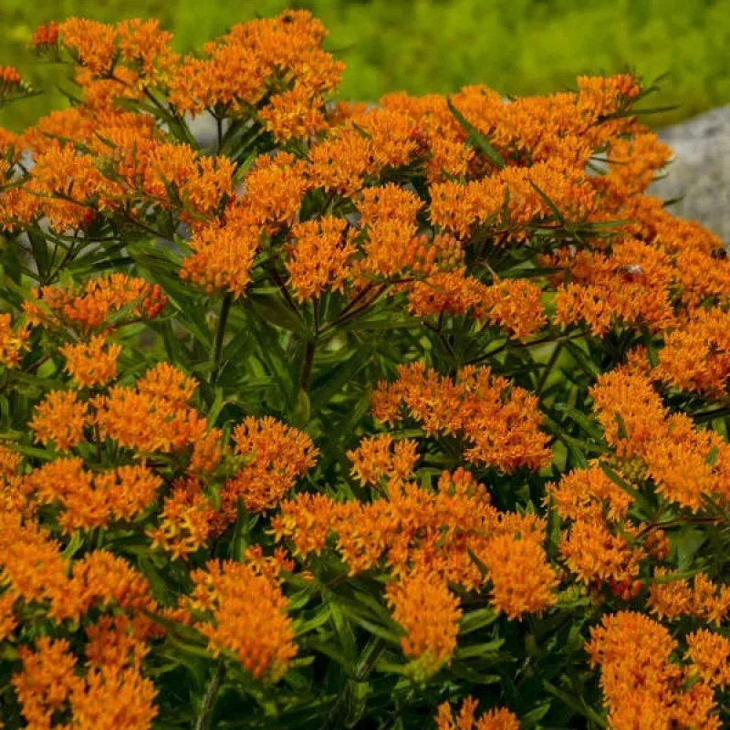 Butterfly Milkweed