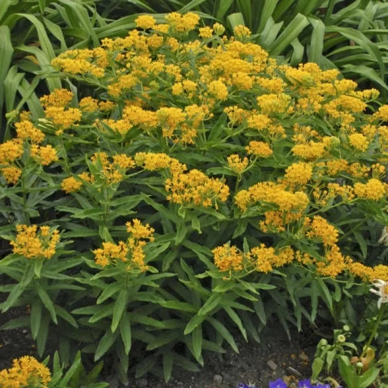 Butterfly Milkweed