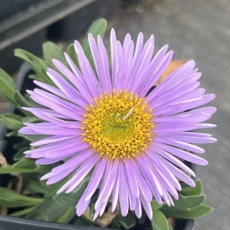 Alpine Aster