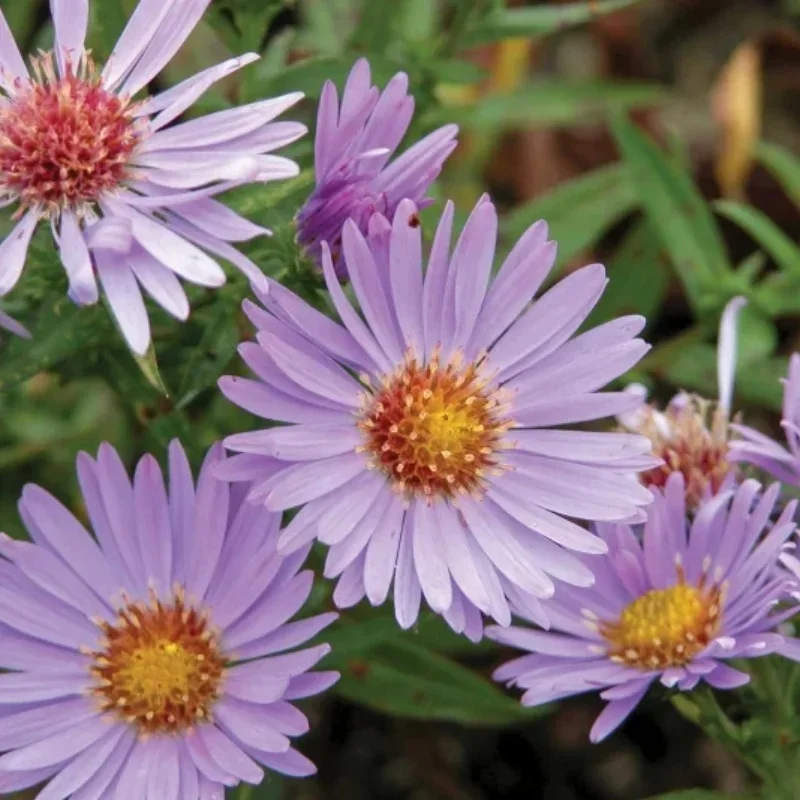 Michaelmas Daisy
