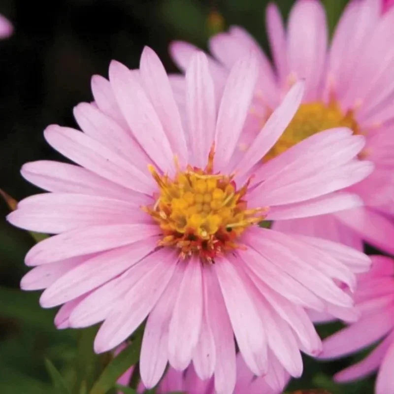 Michaelmas Daisy