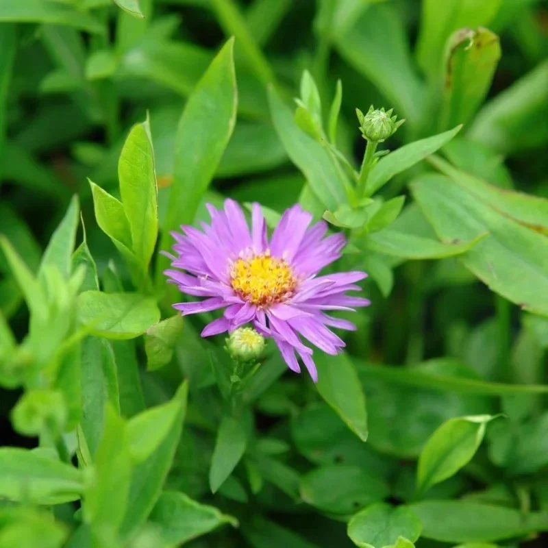 Michaelmas Daisy