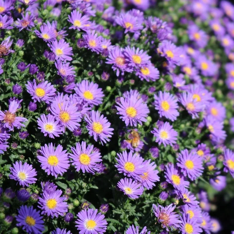 Michaelmas Daisy, New York Aster
