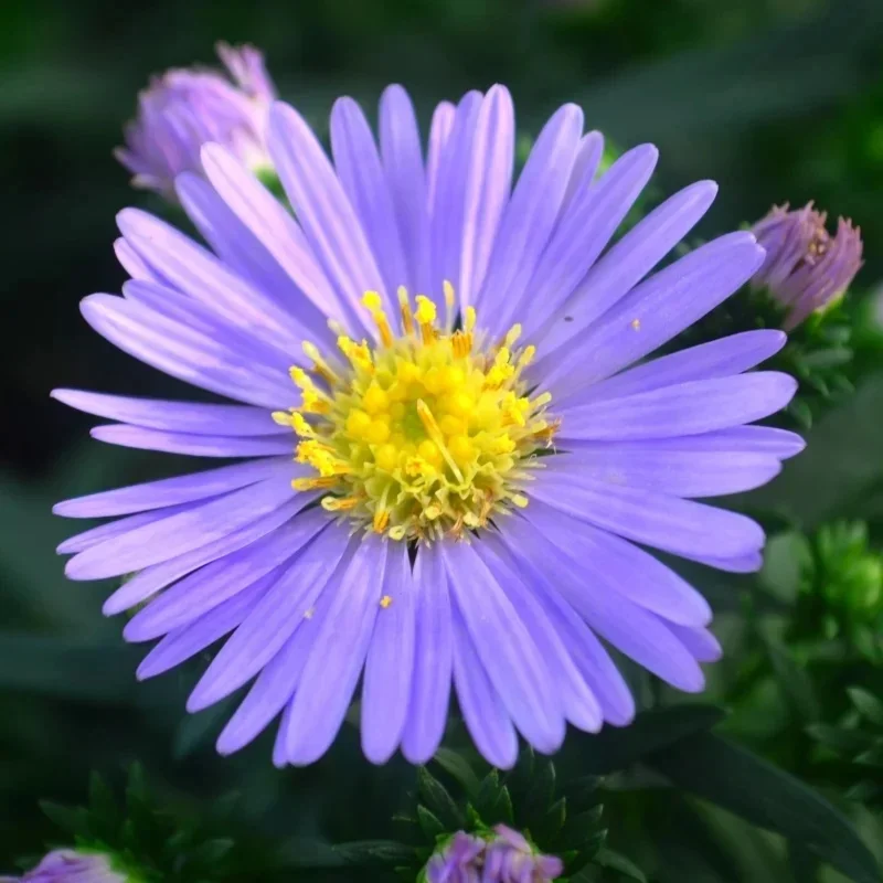 Michaelmas Daisy, New York Aster