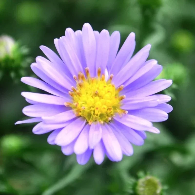 Michaelmas Daisy, New York Aster