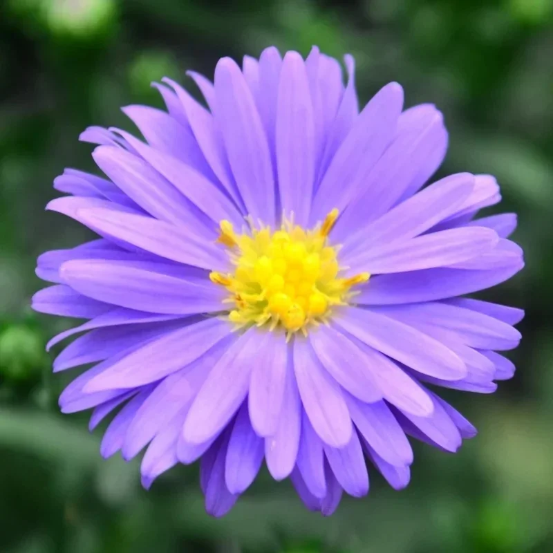 Michaelmas Daisy, New York Aster