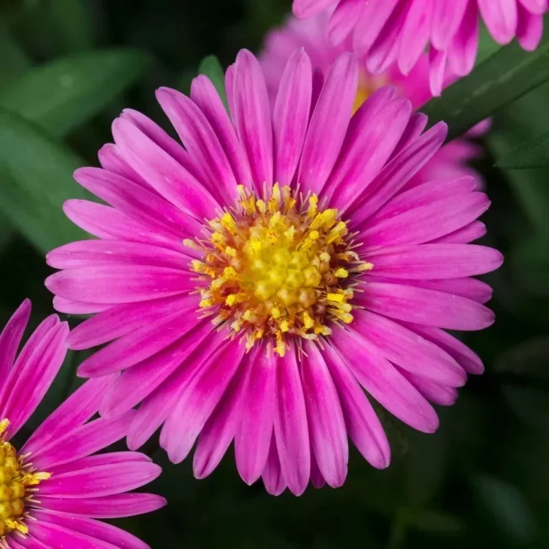 Michaelmas Daisy, New York Aster
