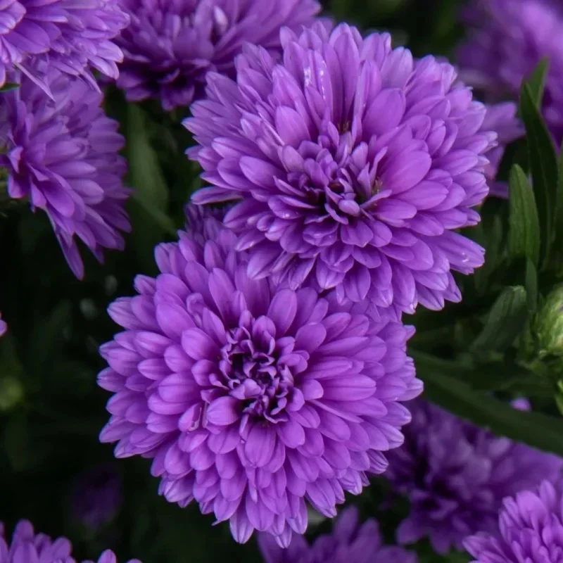 Michaelmas Daisy, New York Aster