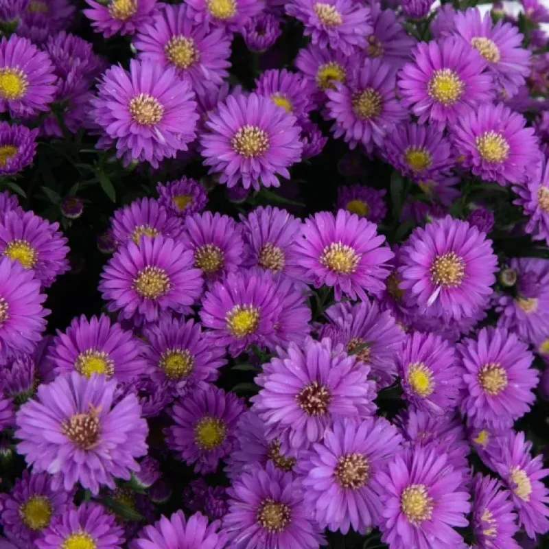 Michaelmas Daisy, New York Aster