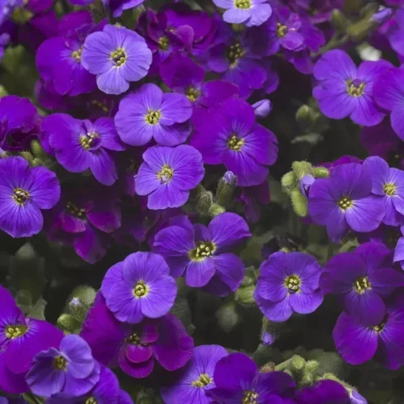 Rockcress