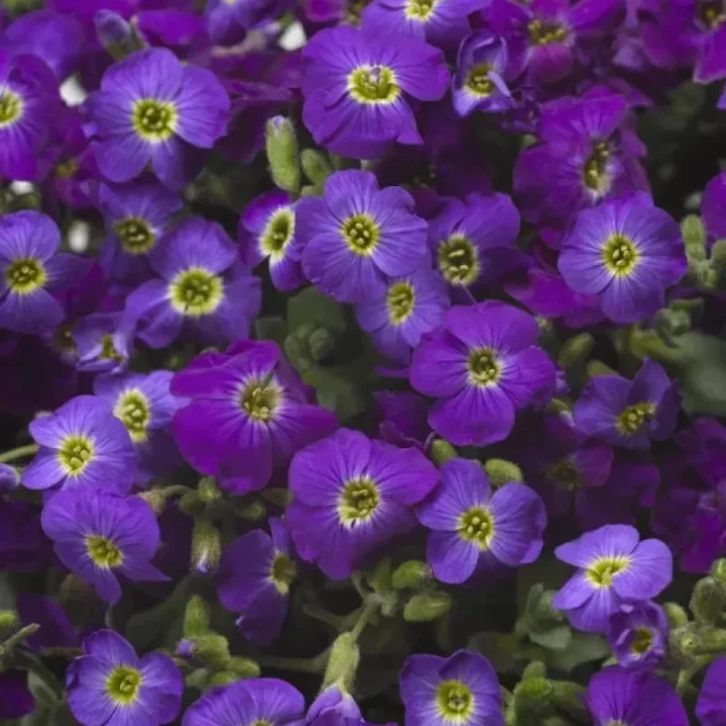 Rockcress