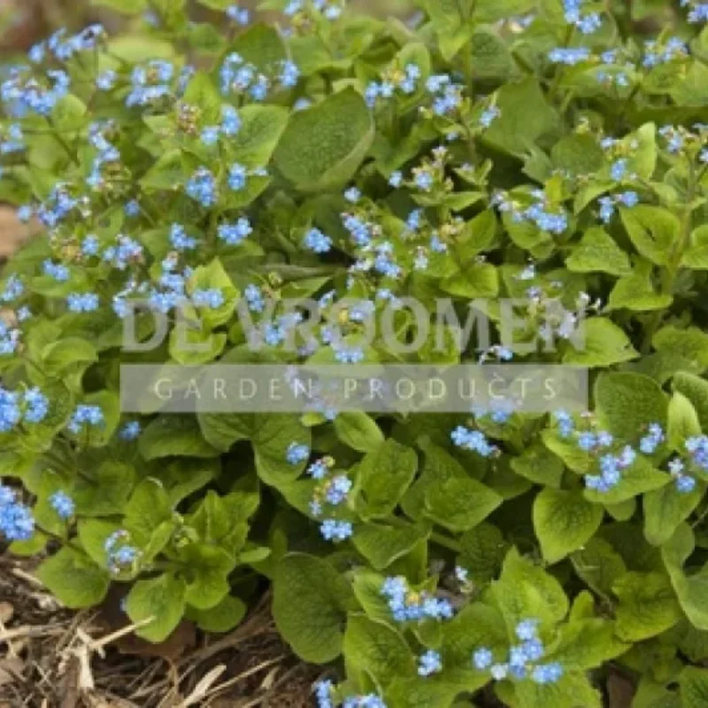Siberian Bugloss
