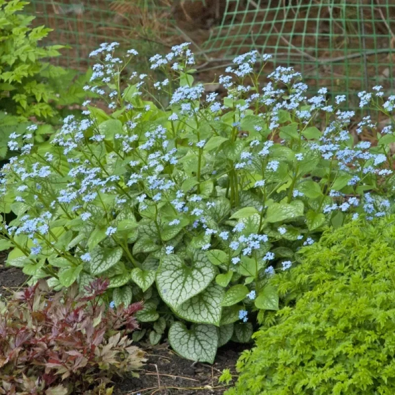 Siberian Bugloss