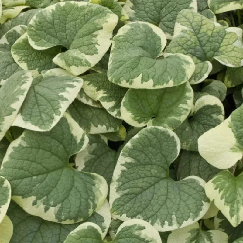 Siberian Bugloss