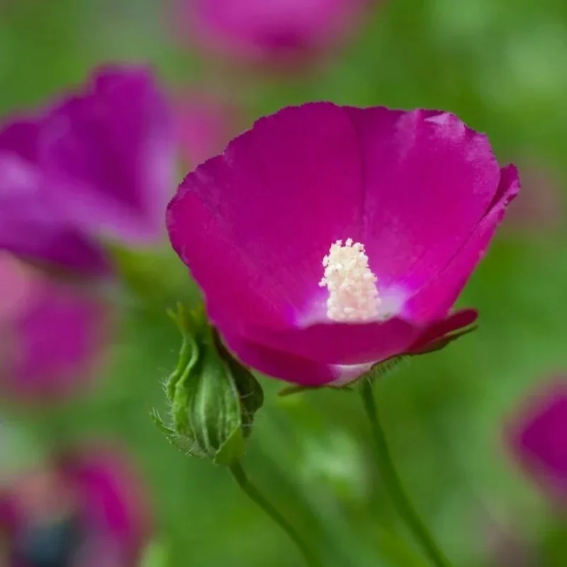 Prairie Winecups, Purple Poppy Mallow