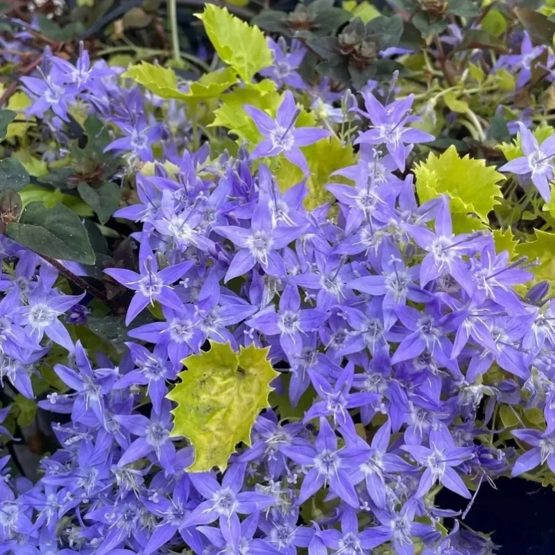 Bellflower