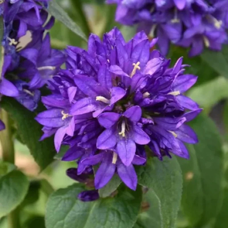 Clustered Bellflower