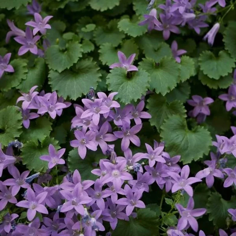 Serbian Bellflower