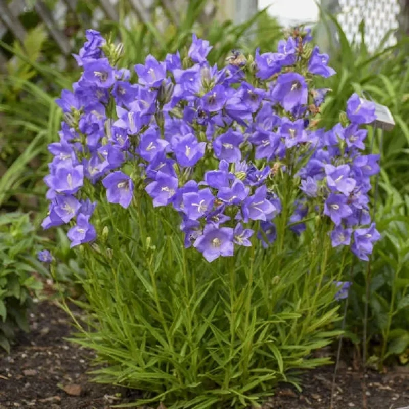 Bellflower, Peach-leaved Bellflower