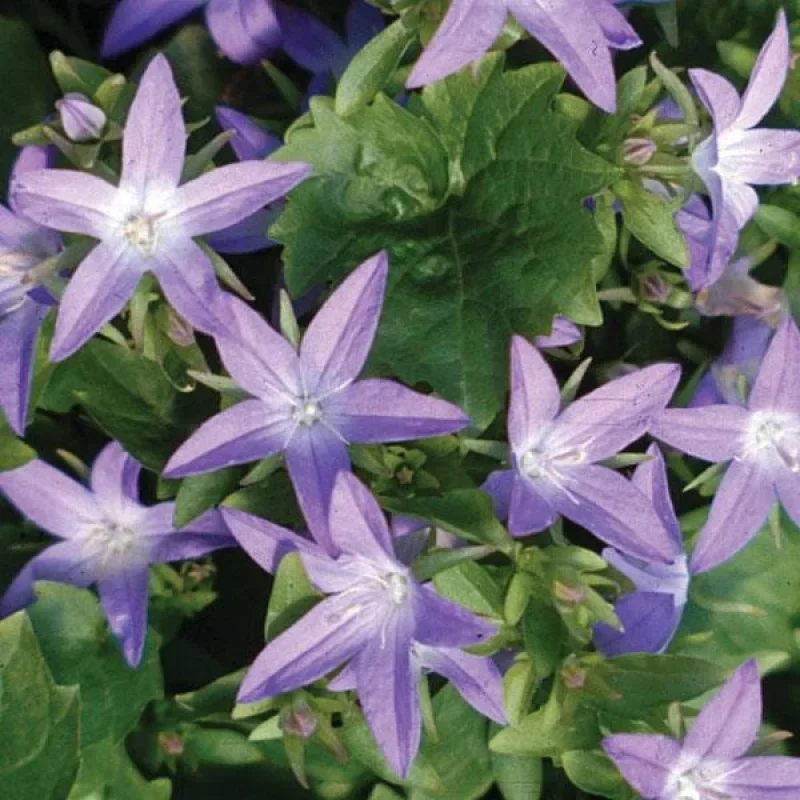 Bellflower