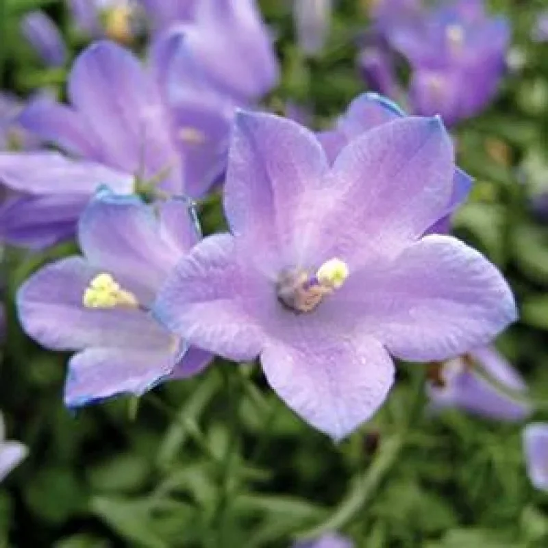 Bellflower