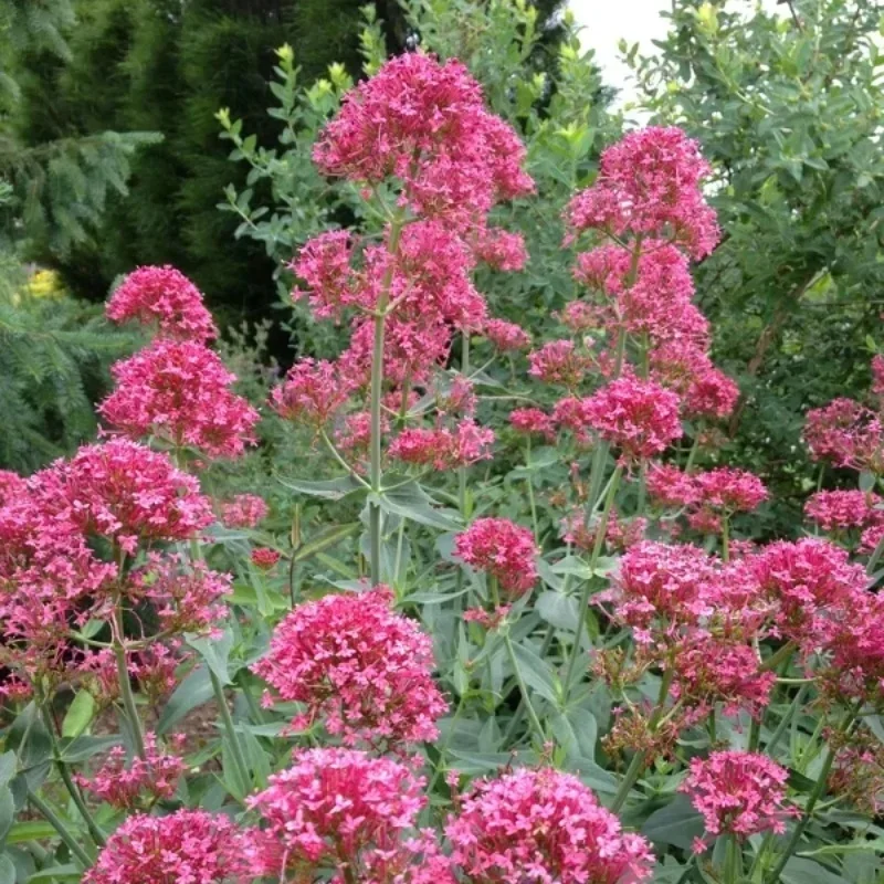 Jupiter's Beard, Red Valerian