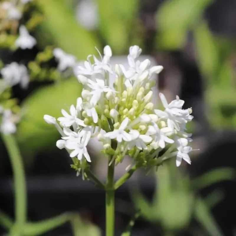 Jupiter's Beard, White Valerian