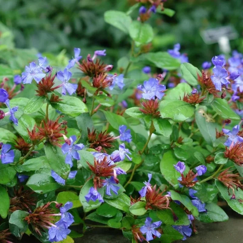 Plumbago