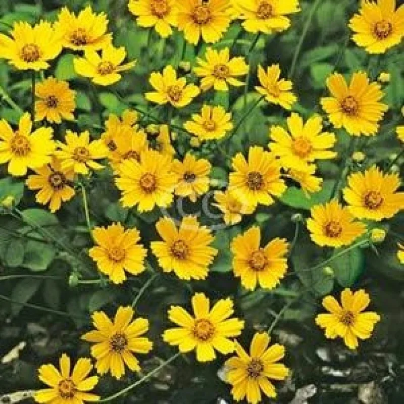 Tickseed