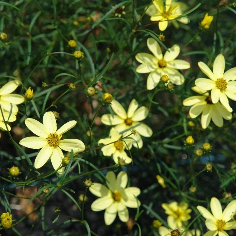 Threadleaf Coreopsis