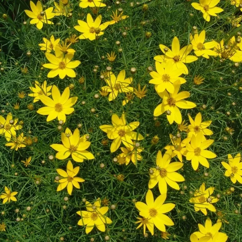 Threadlead Coreopsis