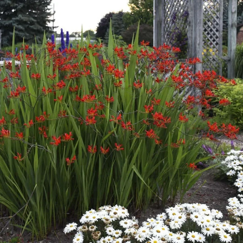 Montbretia, Crocosmia